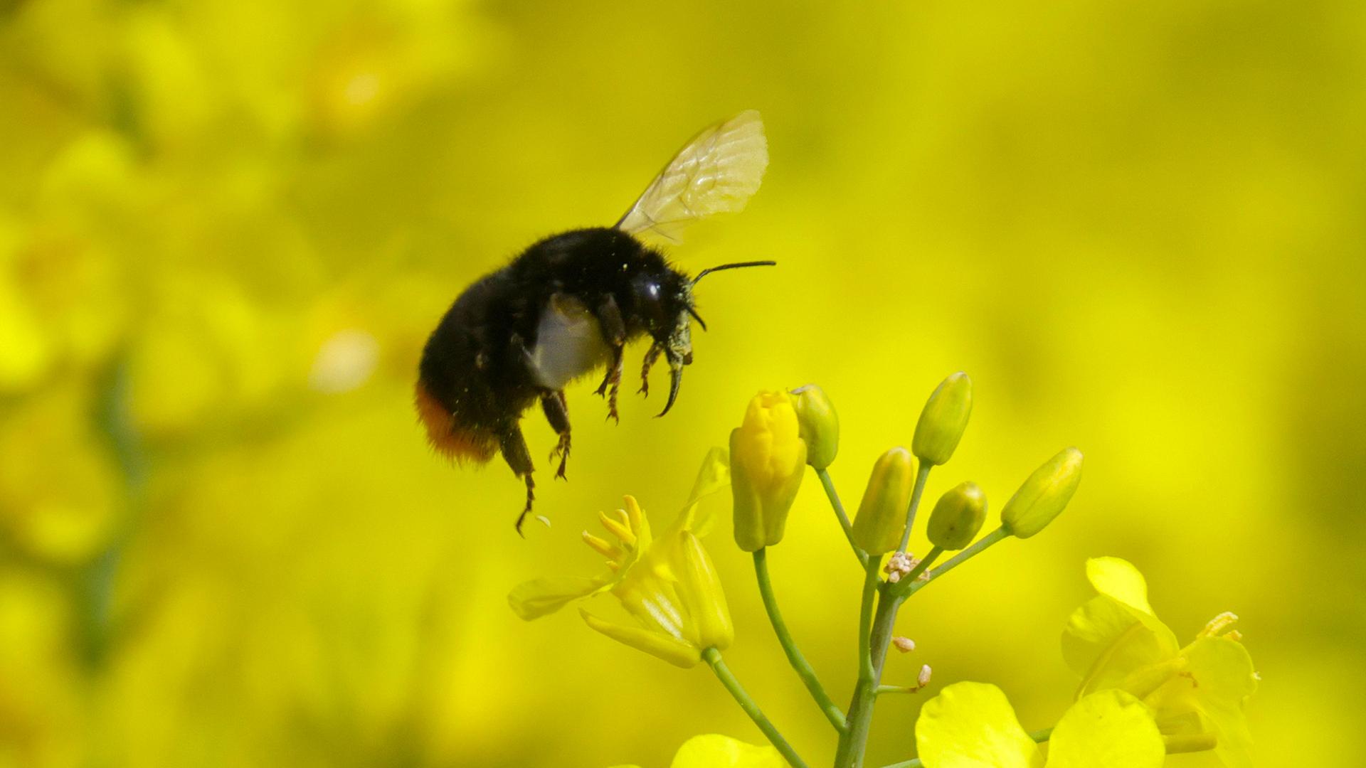 Eine Hummel in einem Rapsfeld | Thomas Warnack/dpa