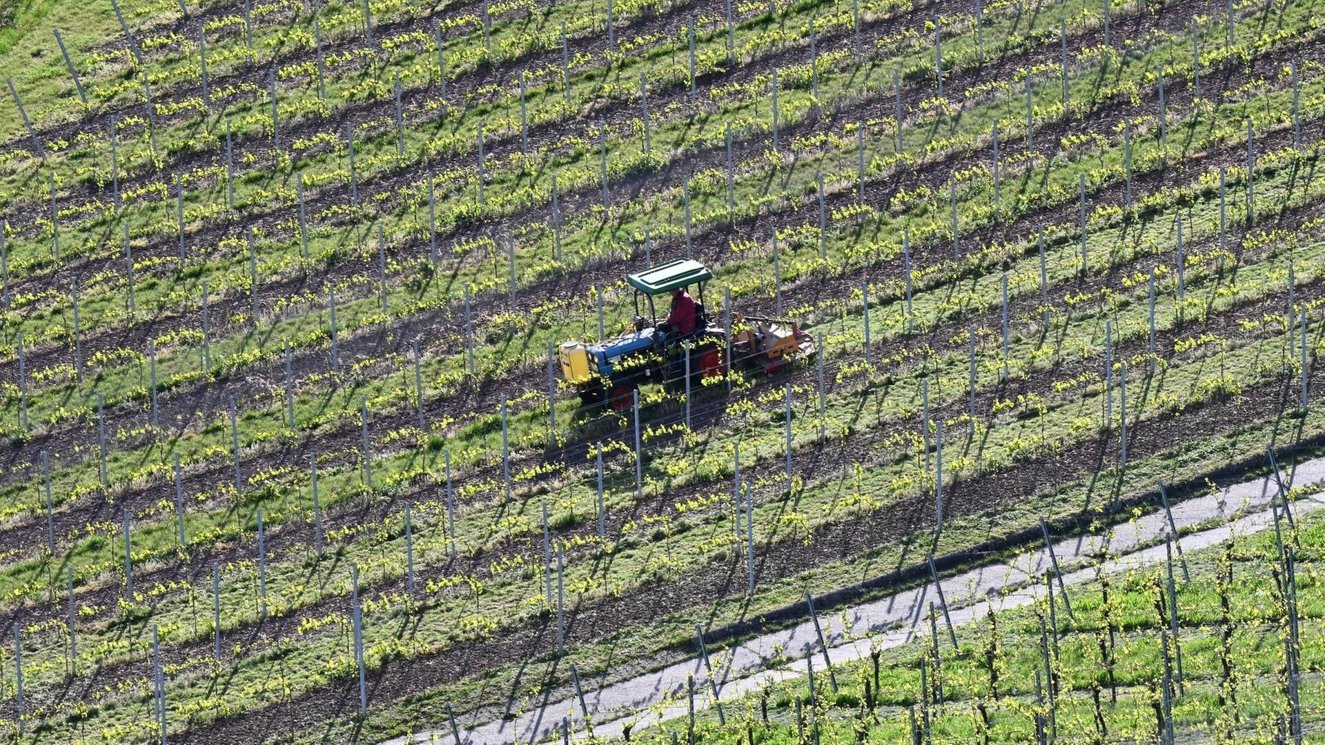 Warum Winzer Geld bekommen können, wenn sie ihre Weinberge stilllegen