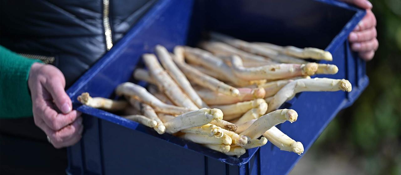 Eine Frau hält eine Kiste frisch geernteten Spargel hoch.