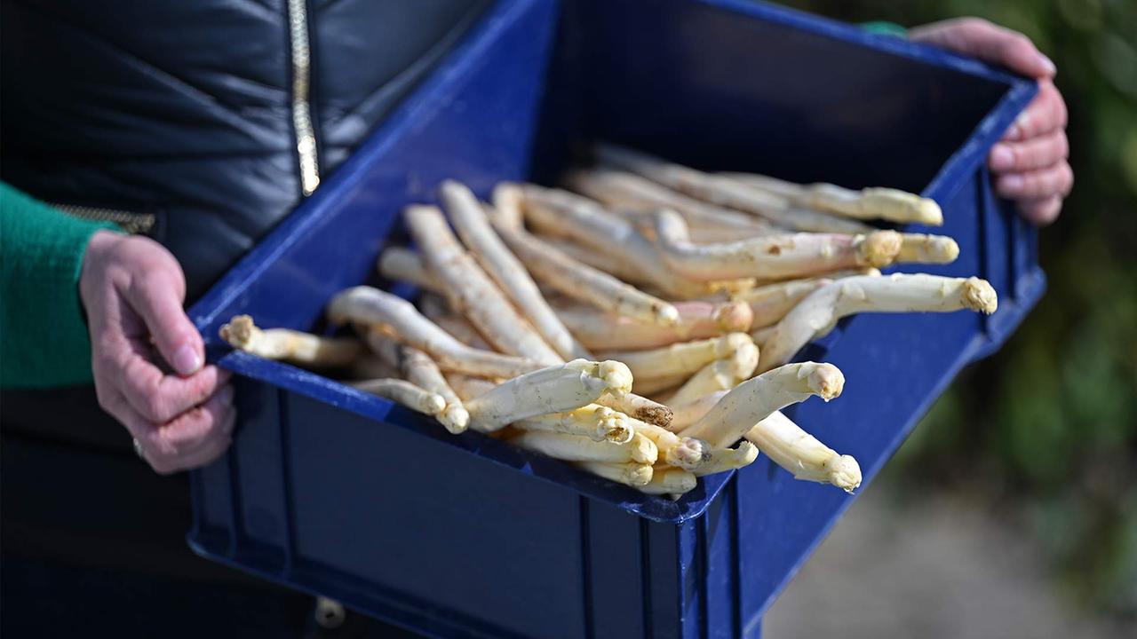 Spargelbauern fordern Ausnahmen beim Mindestlohn
