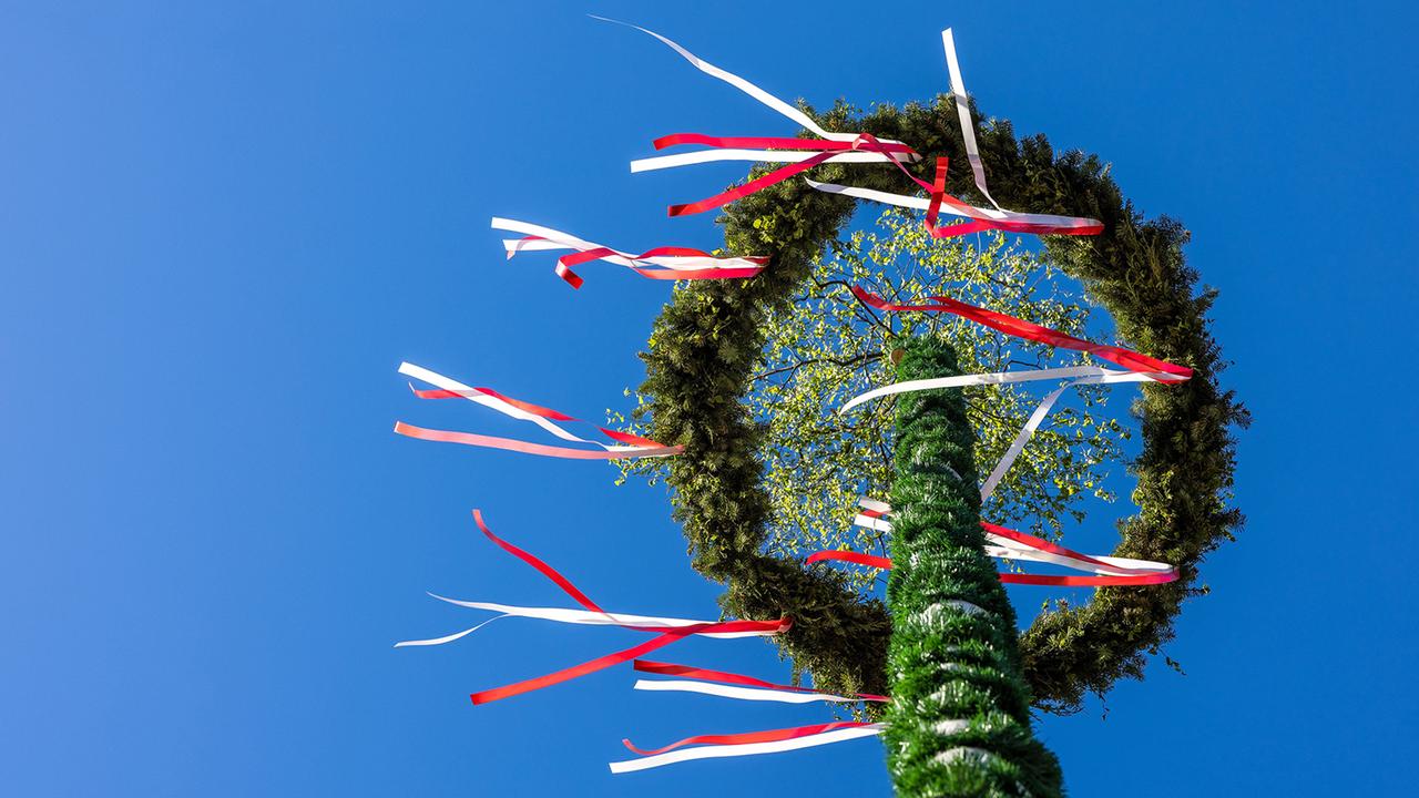 Maibaum, Beltane Festival in Schottland, Löwenzahn