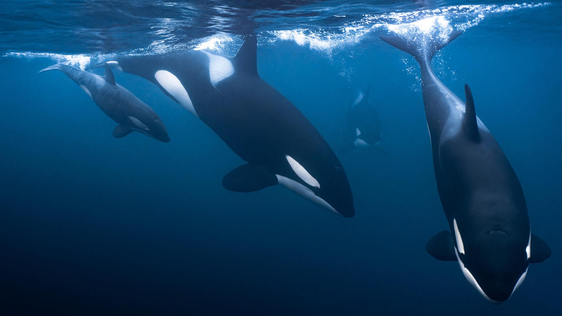 Orca-Familie in Skjervoy, Norwegen | dpa_ abaca_Doval Jonathan