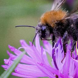Eine Wildbiene sitzt auf einer Blüte auf einer Wildblumenwiese an der Haltestelle Billstedt