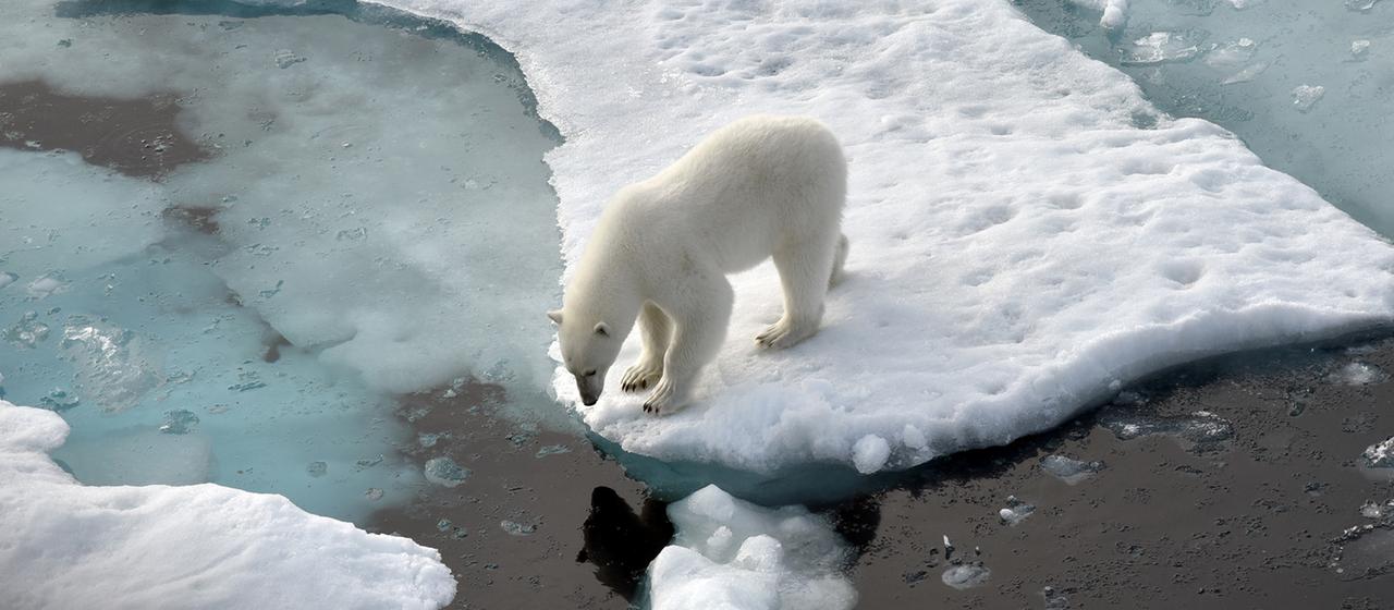 Ein Eisbär steht im Nordpolarmeer auf eine Eisscholle.