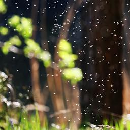 Kleine Mücken fliegen in einem Park in einem großen Schwarm im Gegenlicht der Sonne zwischen den Bäumen. 