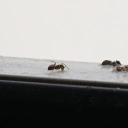 Eine Ameise (Lasius negelectus) auf einem Fensterbrett in Knielingen. Diese Art ist in dem Stadtteil von Karlsruhe zur Plage geworden.