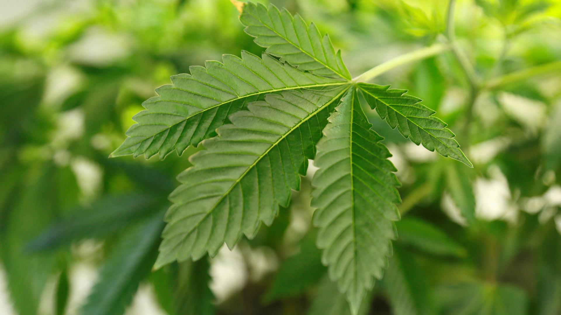 Polizei entdeckt zwei illegale Cannabisplantagen