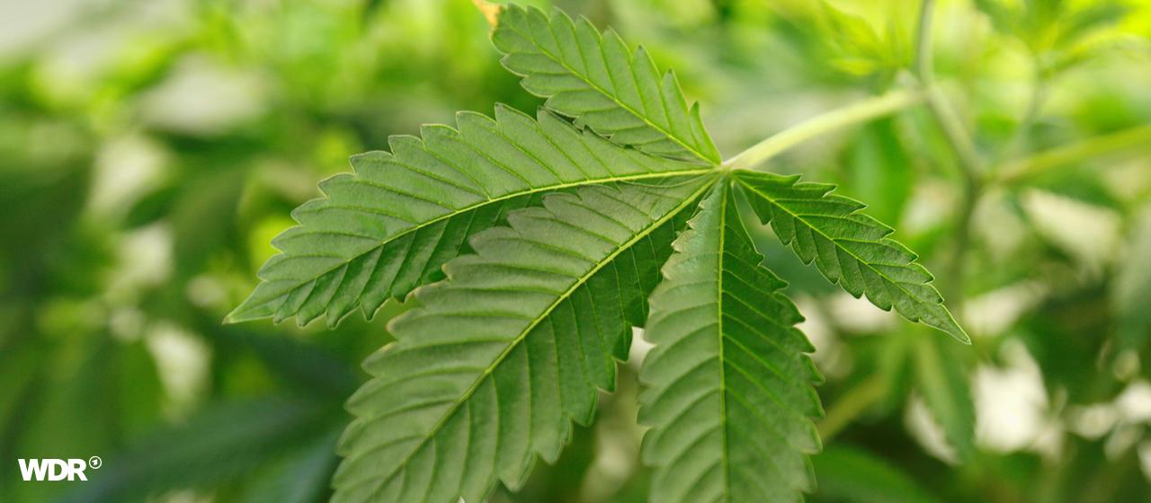 Cannabis Symbolbild