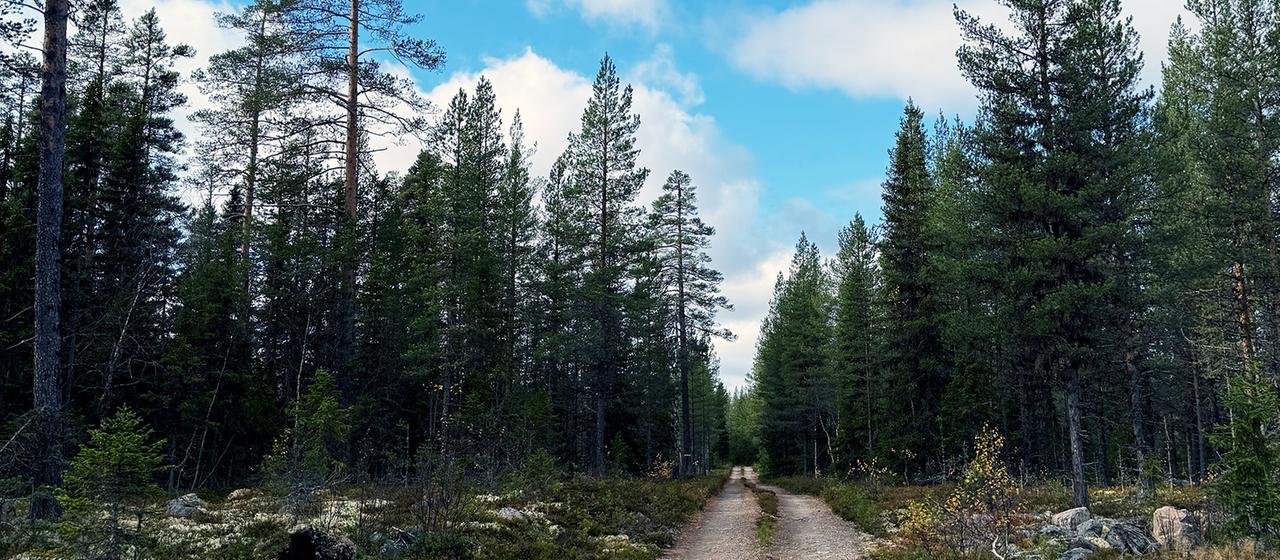 Weg in einen Wald in Schweden