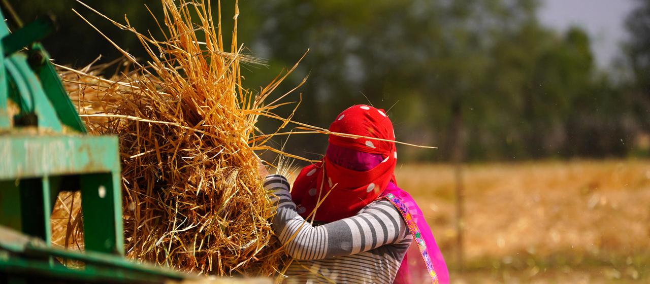 Eine Arbeiterin drischt die Weizenernte auf einem Feld am Rande des Dorfes Ajmer in Rajasthan, Indien. | picture alliance / abaca Eine Arbeiterin drischt die Weizenernte auf einem Feld am Rande des Dorfes Ajmer in Rajasthan, Indien.