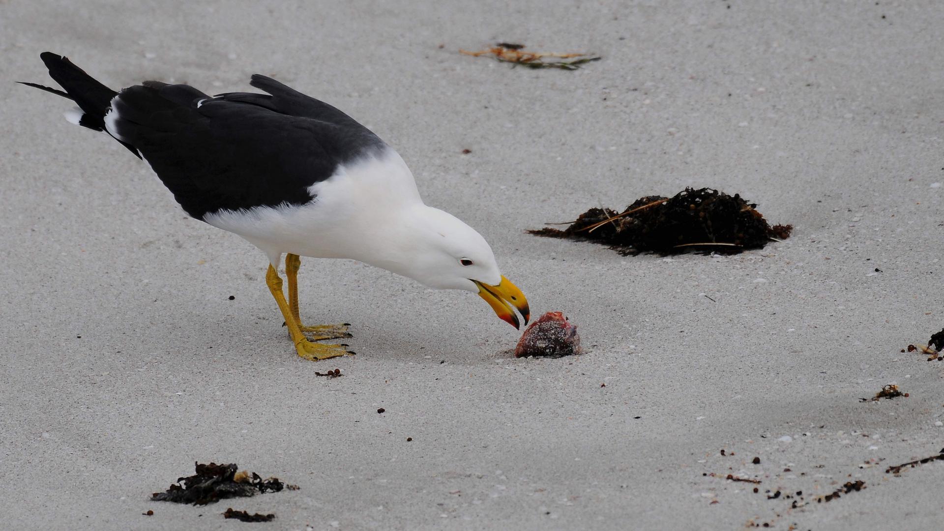 Eine Pazifikm�we am Strand in Esperance, Westaustralien. | AFP