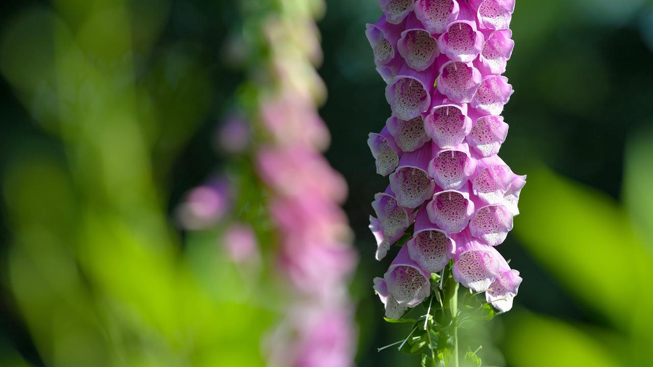 Herzschwäche: Comeback für ein uraltes Medikament aus der Natur