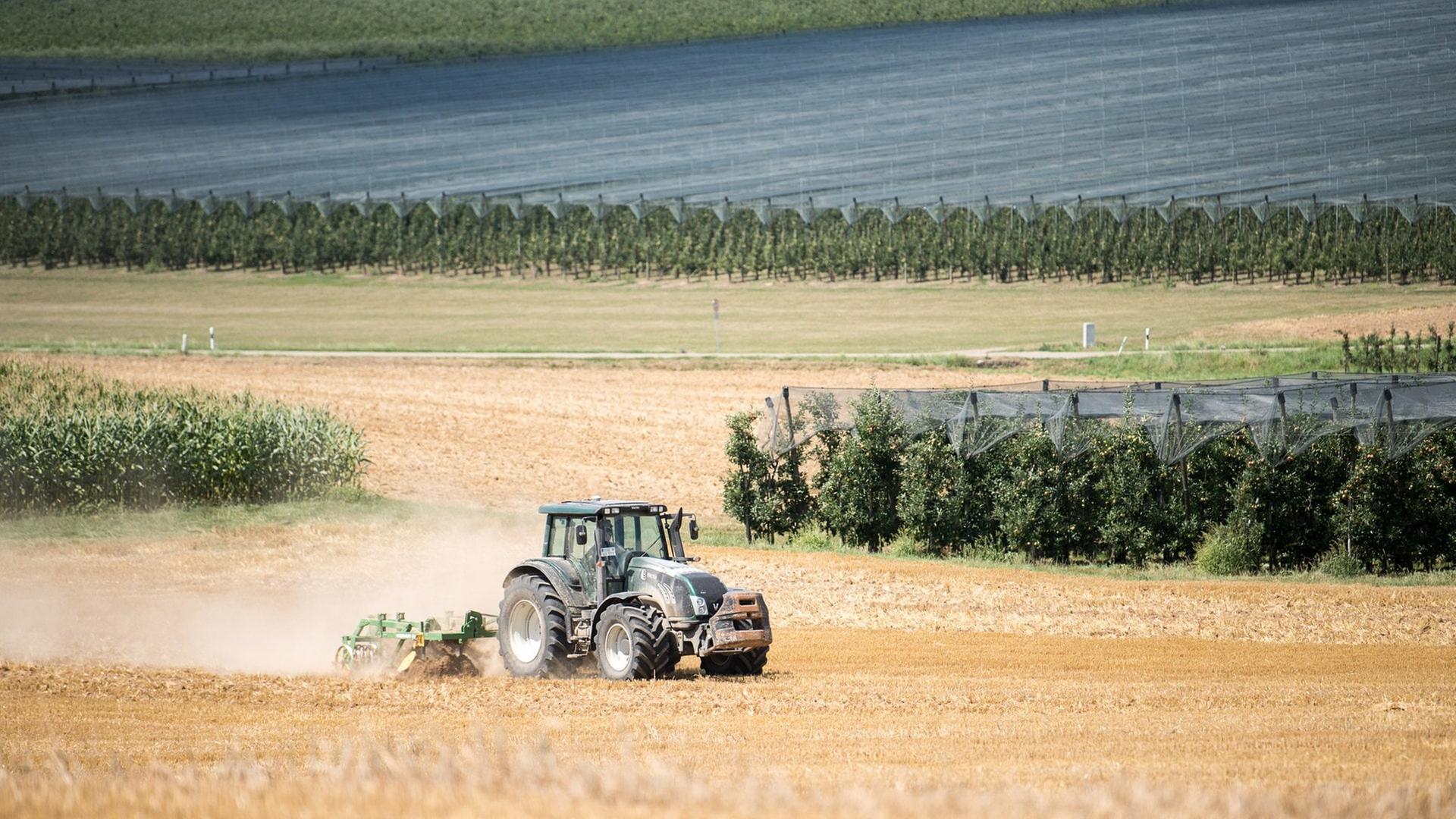 Starker Ernterückgang auch in BW: Steigen jetzt die Preise für heimisches Fleisch und Gemüse?