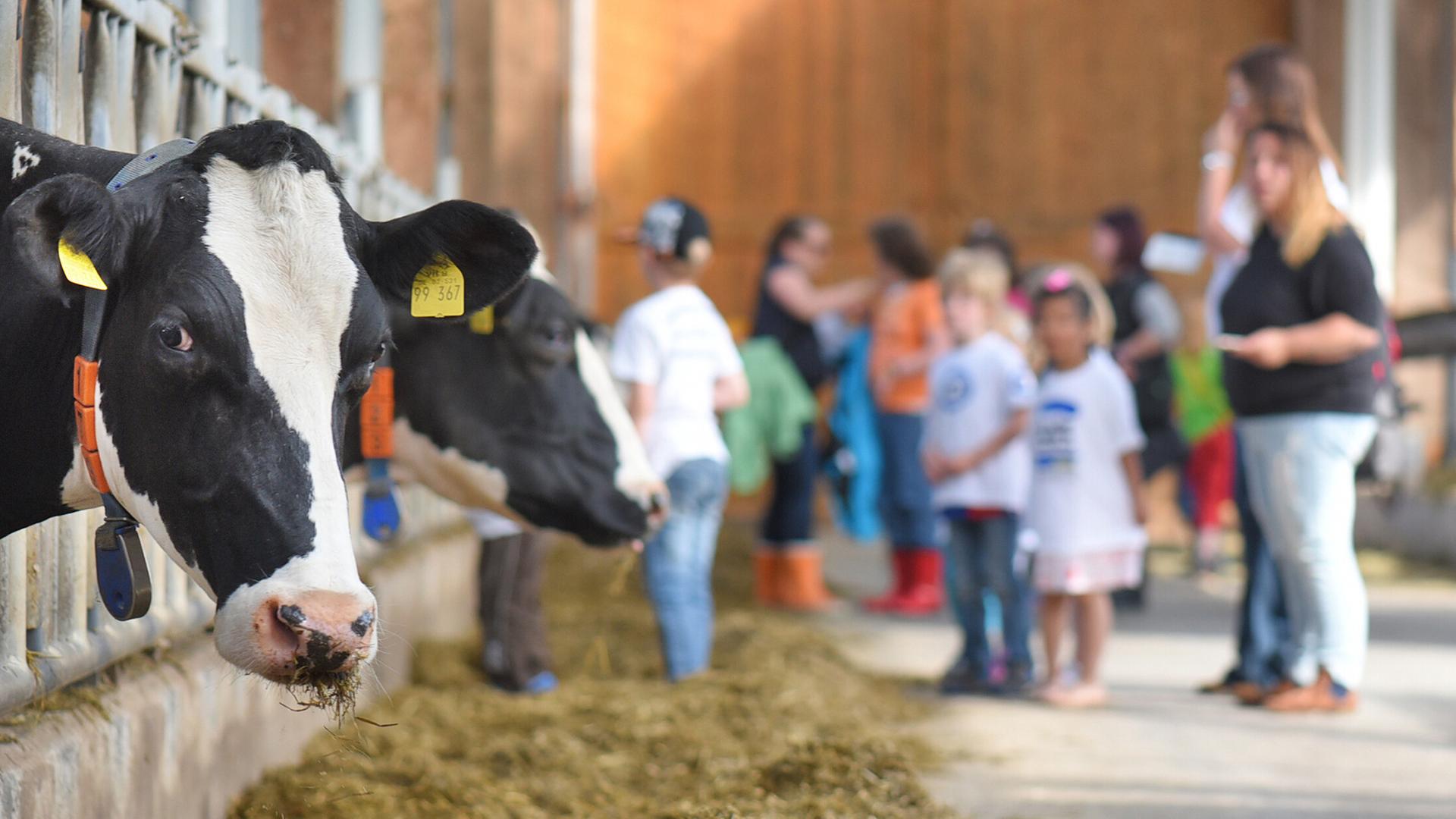 Kinder in einem Kuhstall in Rauderfehn, Niedersachsen. | picture alliance / dpa