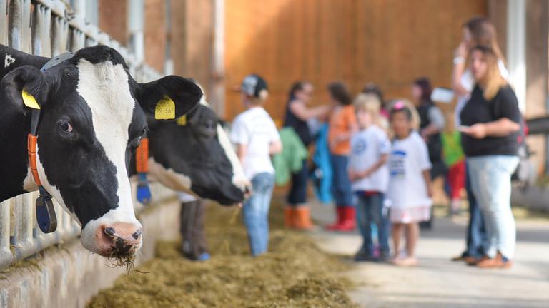 Kinder in einem Kuhstall in Rauderfehn, Niedersachsen.