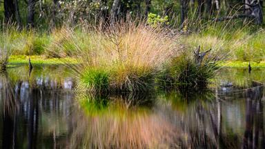 Gräser spiegeln sich im Pietzmoor im Naturschutzgebiet Lüneburger Heide.