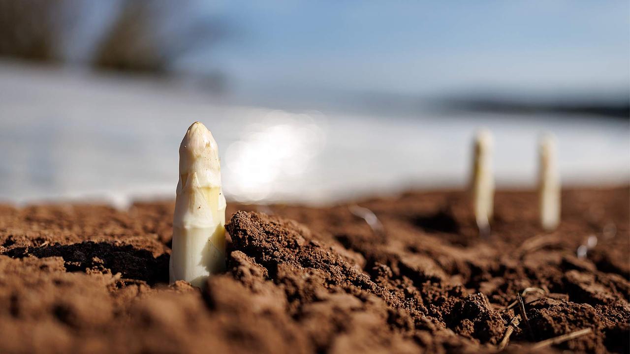 Weniger Spargel von deutschen Feldern
