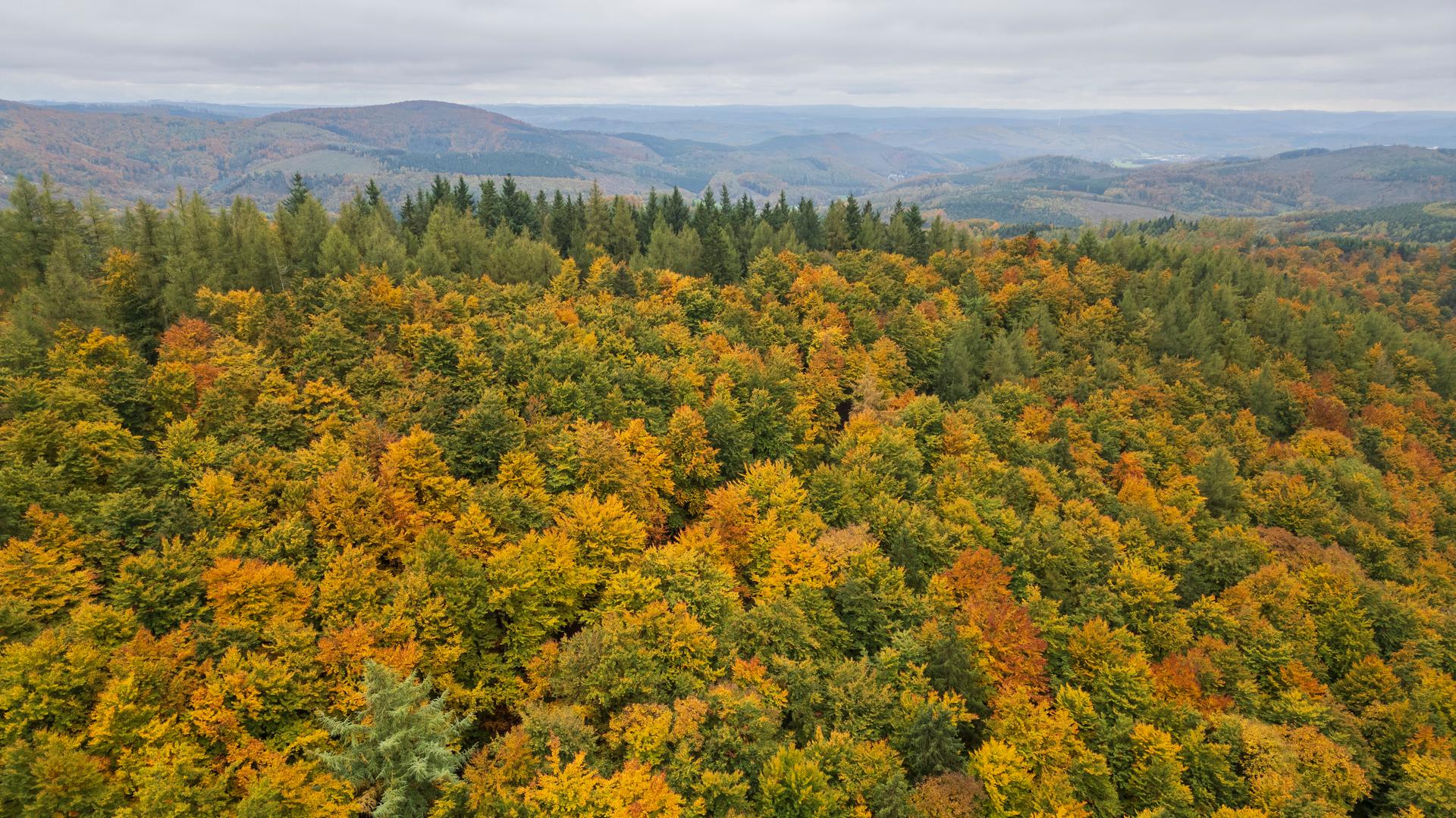 Wird jetzt auch der Herbst zu trocken?
