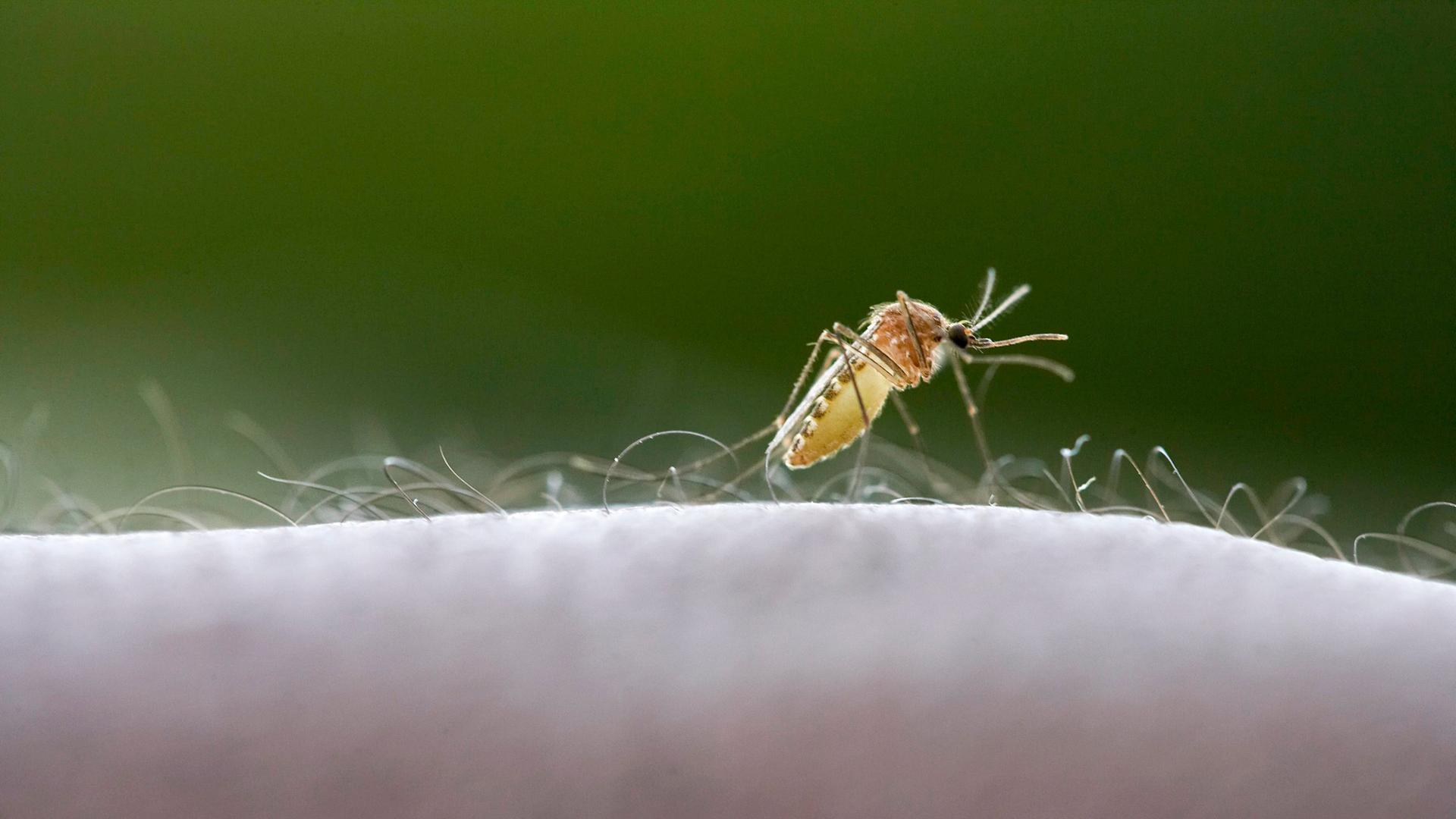 "Airport-Malaria": Ein Toter nach Infektion am Frankfurter Flughafen