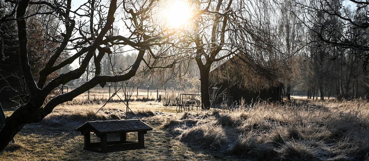 Raureif glitzert auf Gräsern in Hintersee, Mecklenburg-Vorpommern