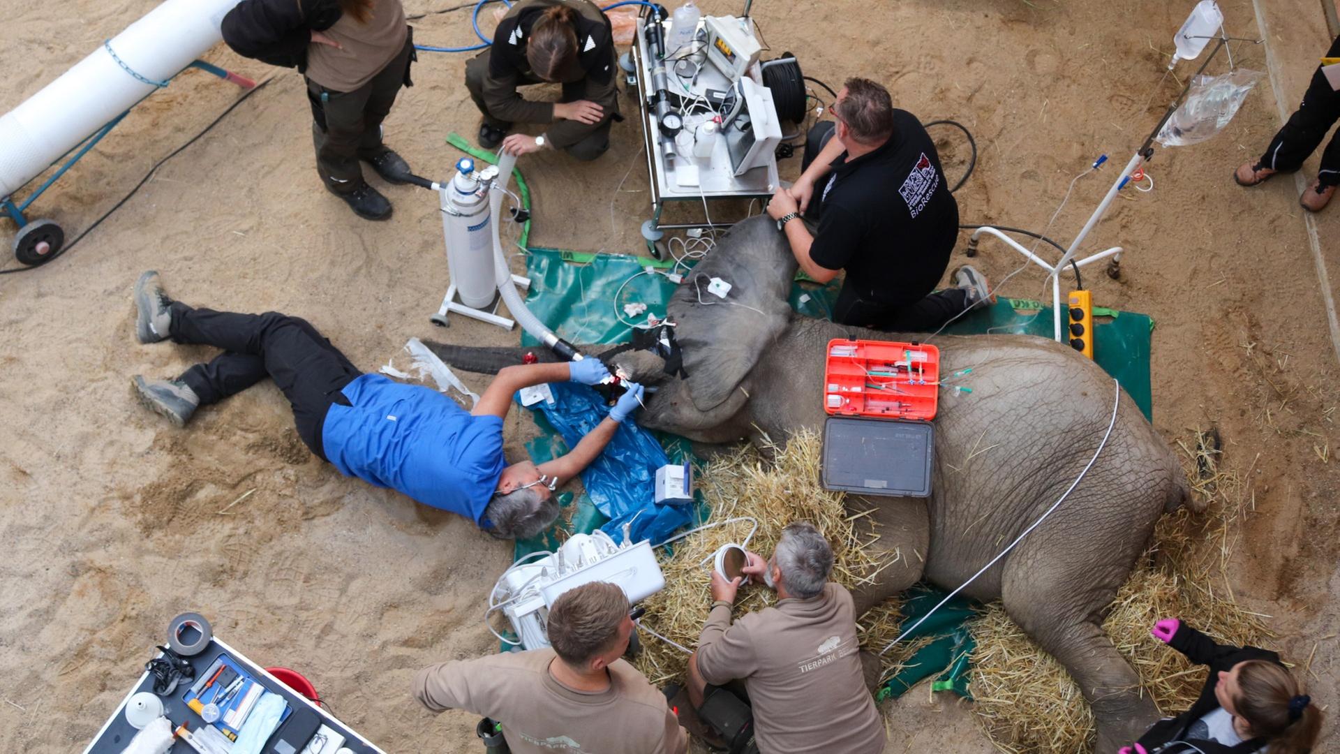 Beim Spielen hat sich Elefantenbulle Simon im Tierpark Berlin so sehr am Stoßzahn verletzt, dass eine Behandlung nötig wurde.  | picture alliance/dpa/Tierpark Berlin/Tierpark Berlin
