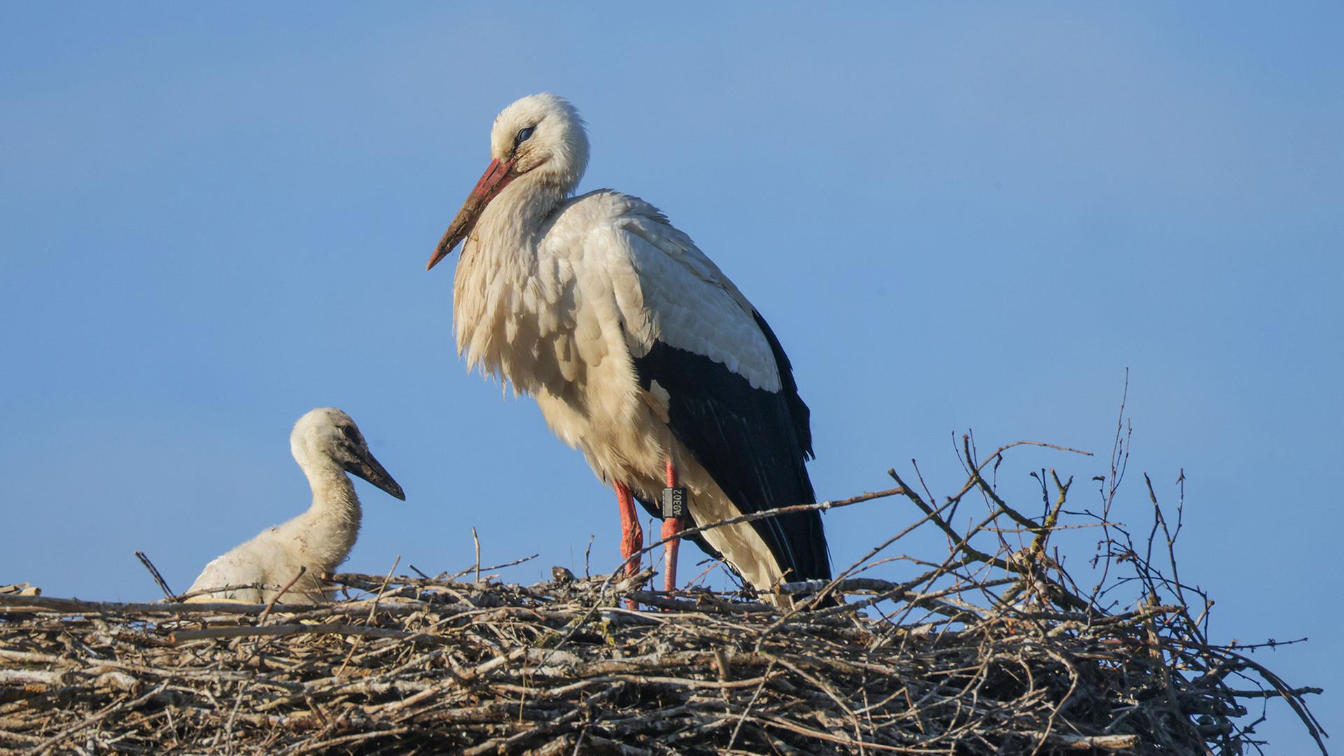 Ein Storch und sein Junges stehen am Morgen in ihrem Nest. | Thomas Warnack/dpa