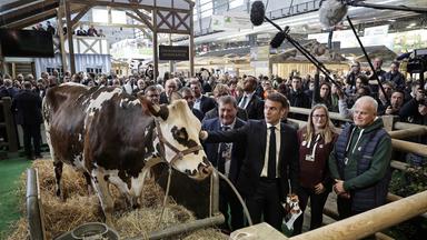 Emmanuel Macron streichelt eine Kuh auf der Landwirtschaftsmesse in Paris.