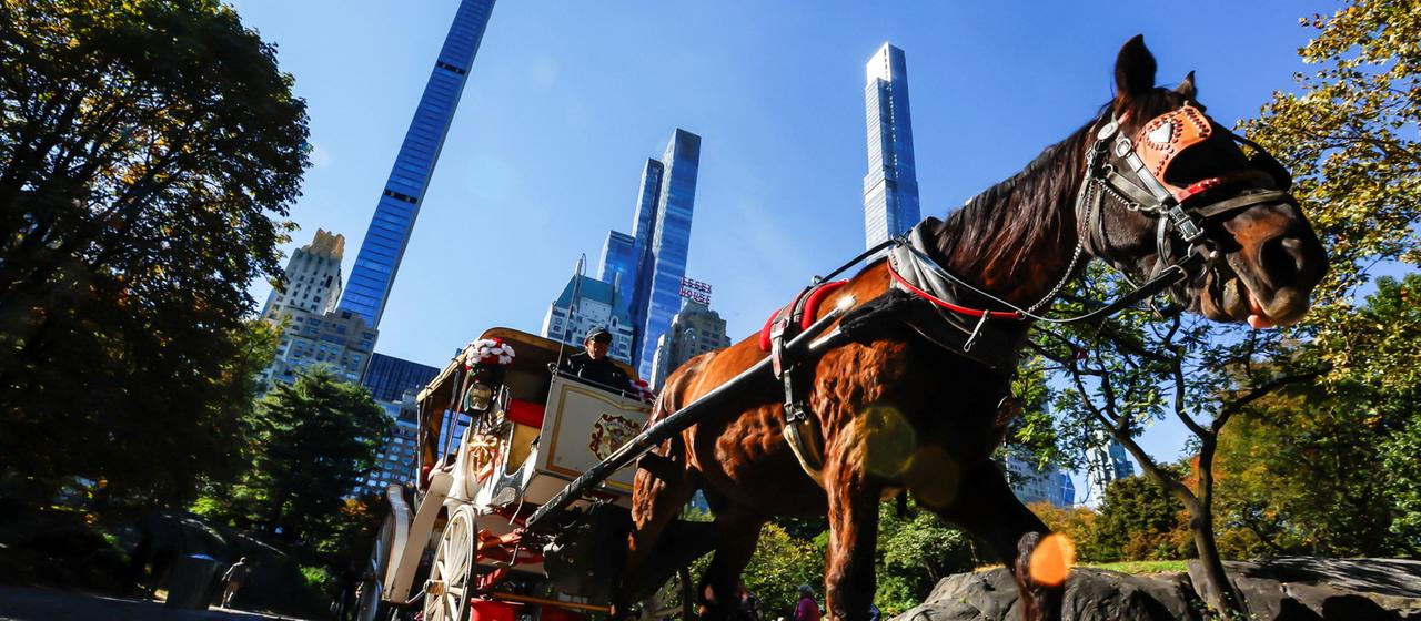 Ein Pferd zieht in New York City eine Kutsche durch den Central Park.