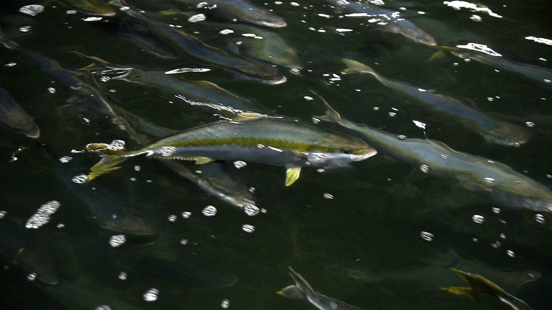 Endgültiges Aus für Völklinger Fischzucht