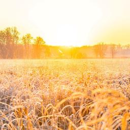 Sonne über einer Wiese mit Rauhreif - Weihnachten ohne Schnee, aber viel Kälte