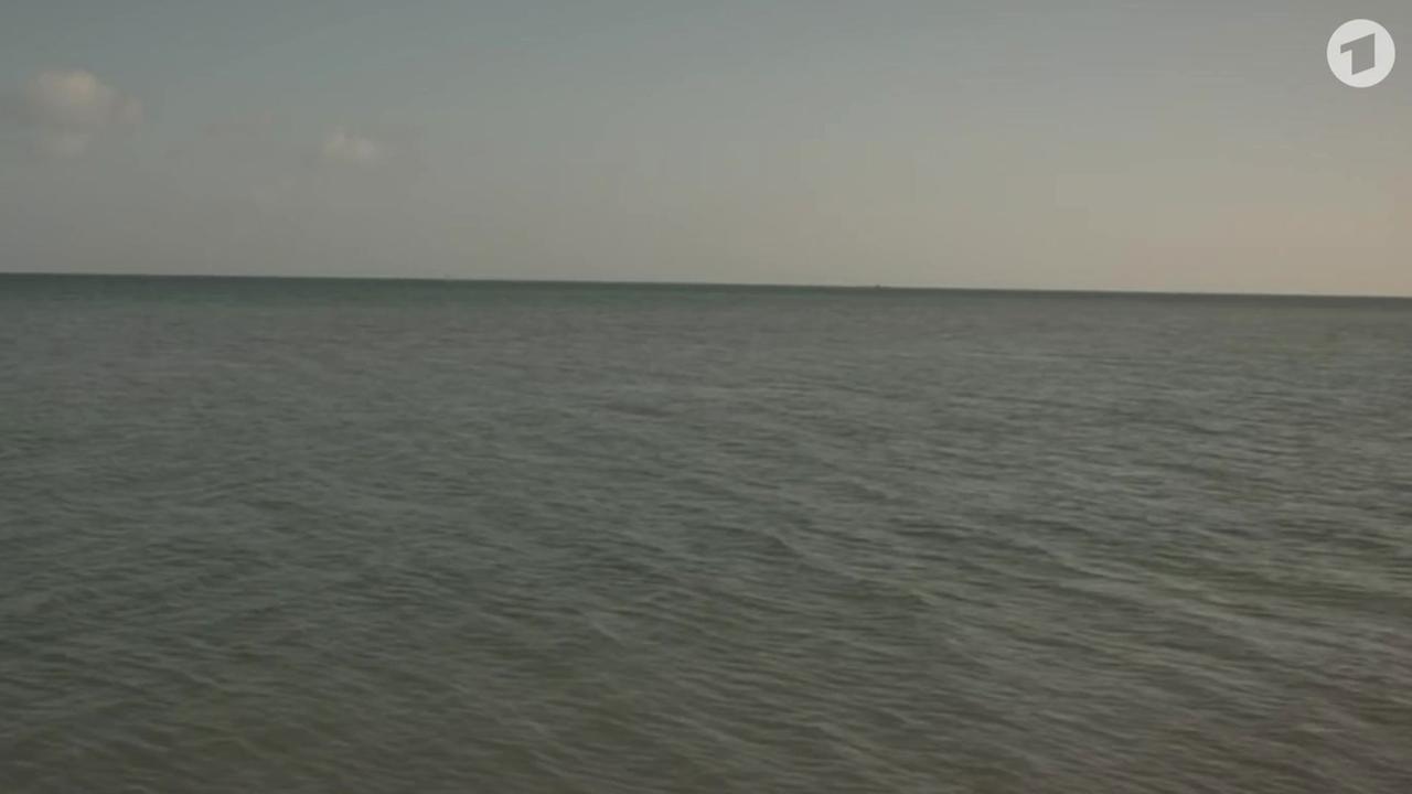 Gestrandeter Wal an Ostsee-Küste hat sich befreit