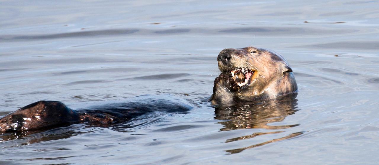 Ein Seeotter, der im Pazifischen Ozean vor der Küste von Kalifornien ein Meerestier erbeutet hat.
