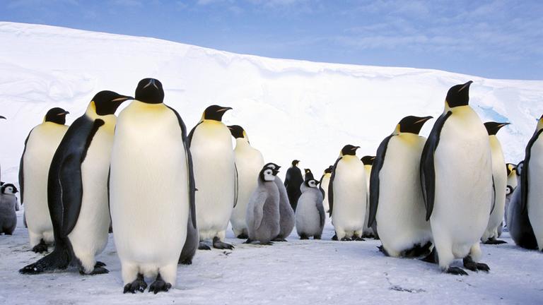 Eine Kolonie Kaiserpinguine