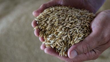 Zwei Hände halten Weizenkörner.