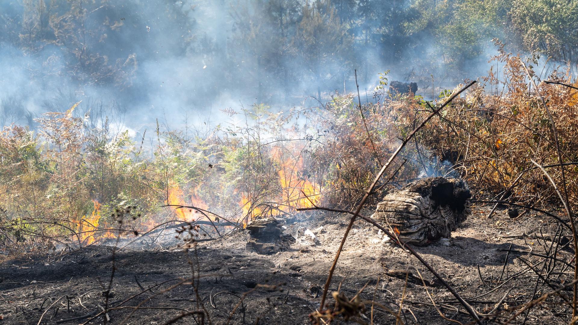 Waldbrandgefahr gesunken: Forstministerium hebt Alarmstufe auf