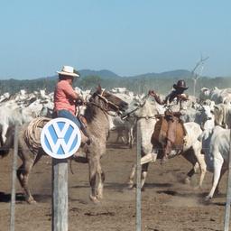 Gauchos zu Pferd treiben Rinder vor einem Pferch zusammen, vorn auf einem Pfahl das VW-Logo. (Aufnahme um 1978).