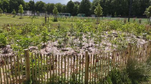 Kleine Wälder - große Wirkung?