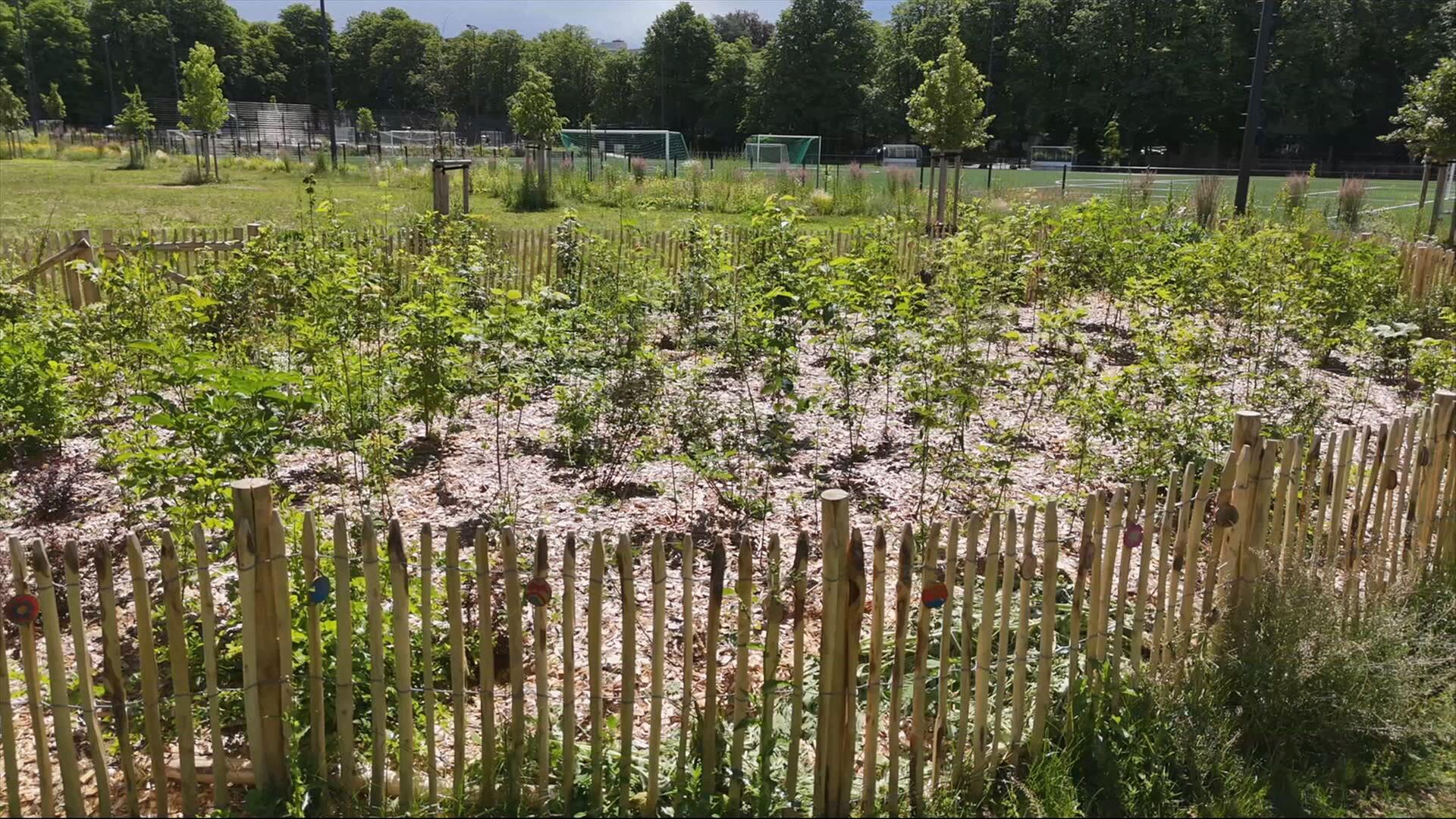 Ein Tiny Forest in Dornbusch. | HR