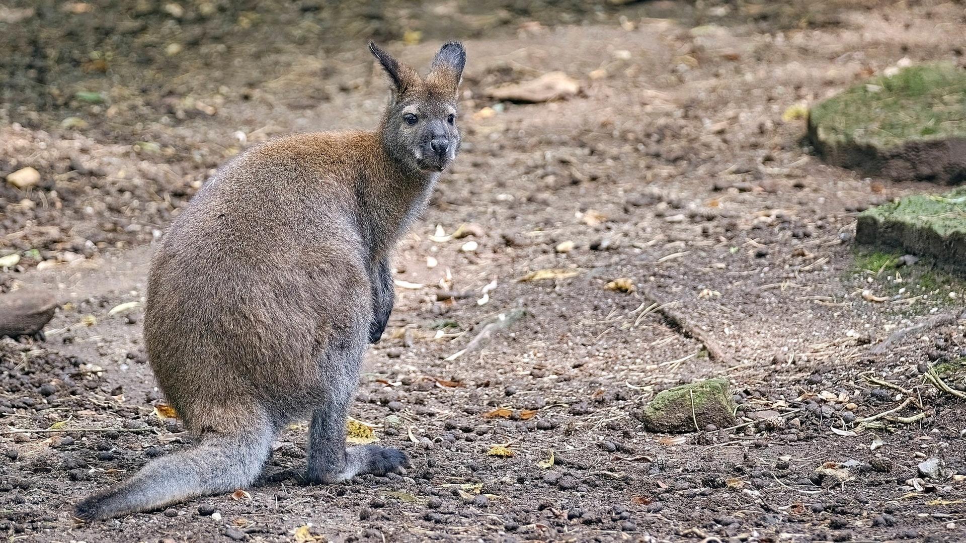 Känguru "Karl-Heinz" aus Gehege ausgebüxt - Tierarzt mit Betäubungs-Blasrohr unterwegs
