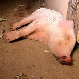 Ein Schwein liegt auf dem Boden.