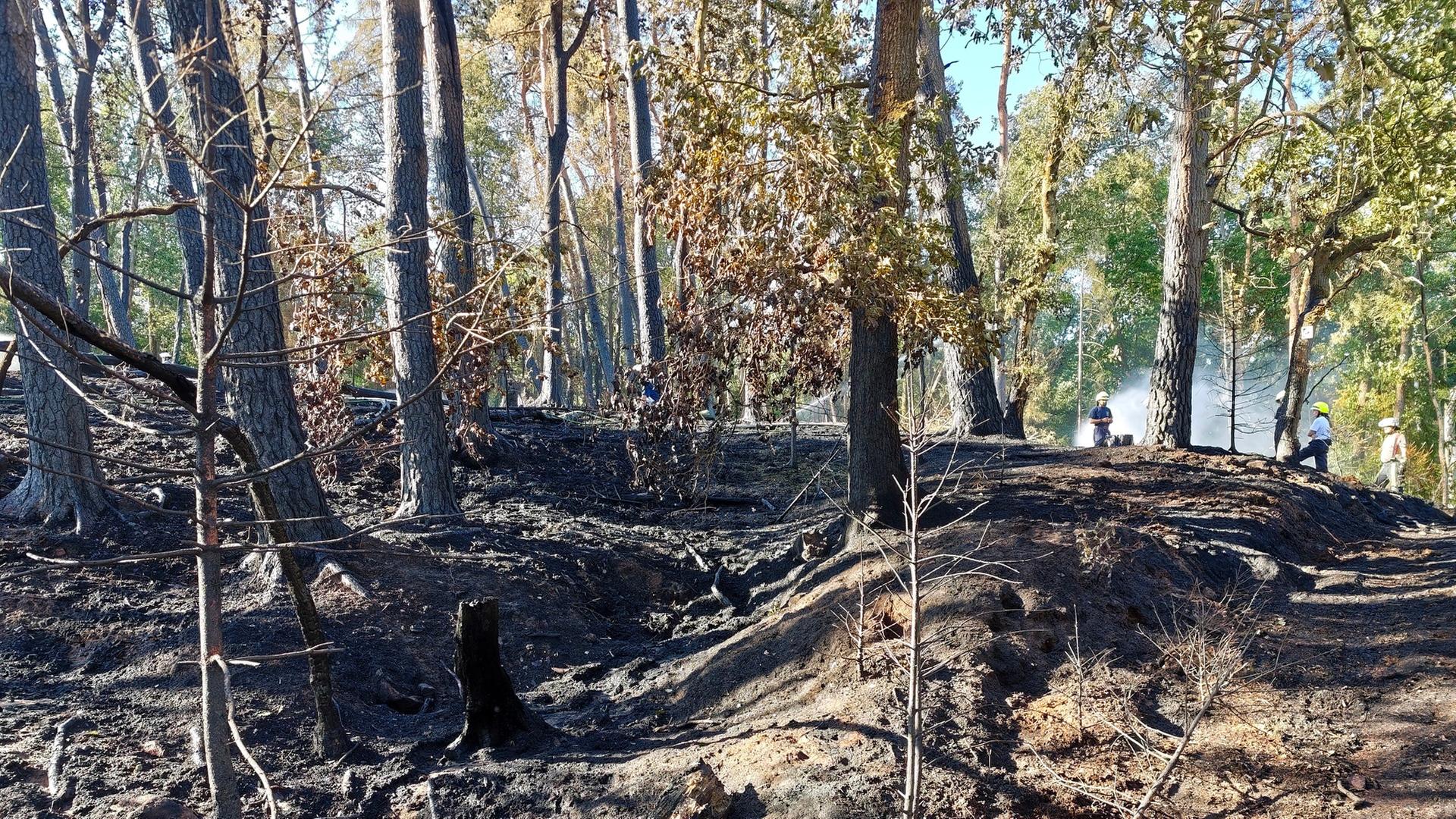 Waldbrandgefahr im Saarland rapide gesunken – welche Faktoren spielen eine Rolle?