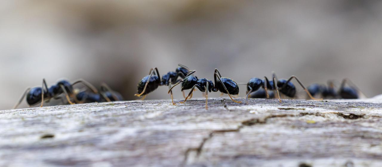 Schwarze Wegameisen | picture alliance / imageBROKER Schwarze Wegameisen