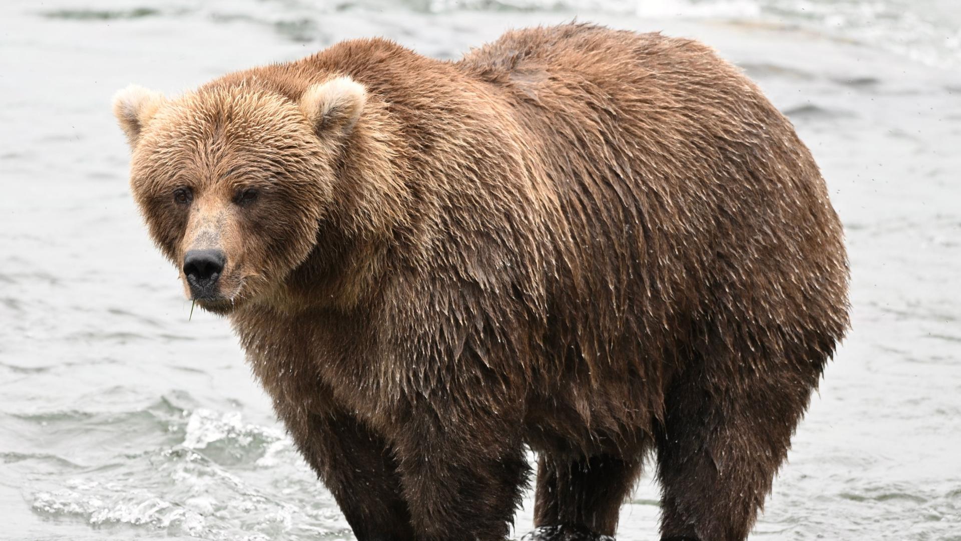 Ein BraunbÃ¤r steht in einem Fluss. | C. Loberg/explore.org/dpa
