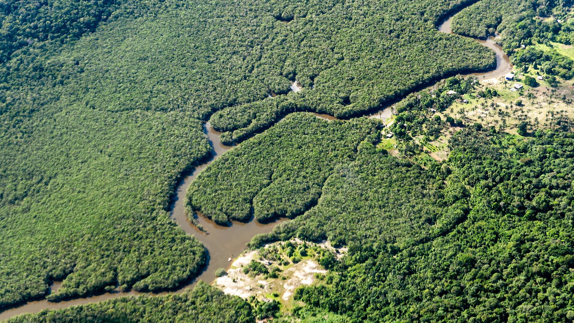 Ein kleiner Fluss schlängelt sich durch den Amazonas-Regenwald bei Manaus (Brasilien). | dpa