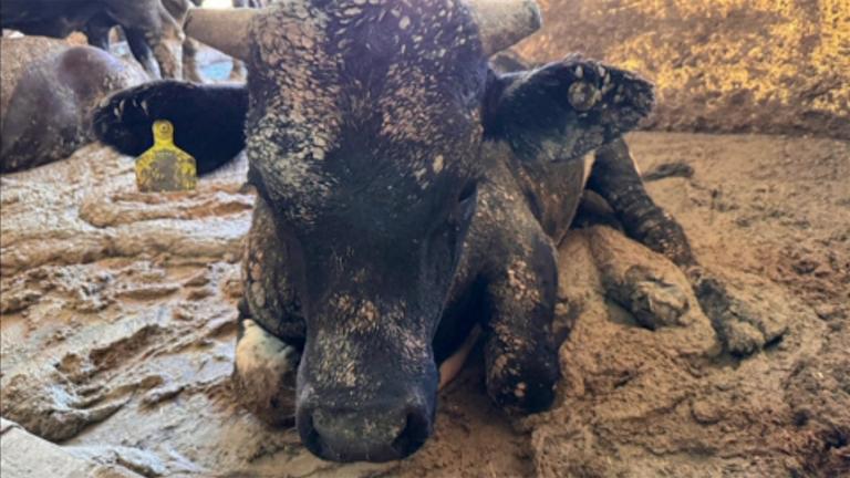 Eine Kuh ist auf dem Transportschiff "Al Kuwait" zu sehen.