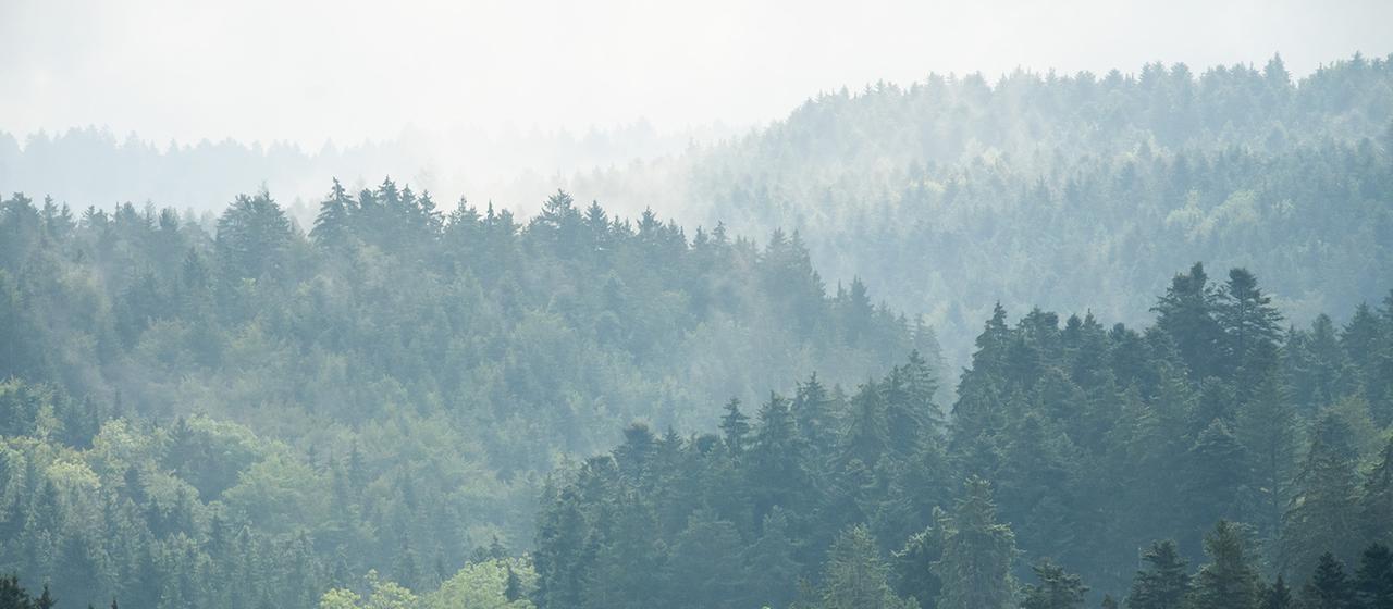 Versickerungsmulden sollen Wälder schützen