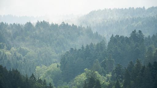 Hilfe für Bäume im Klimawandel