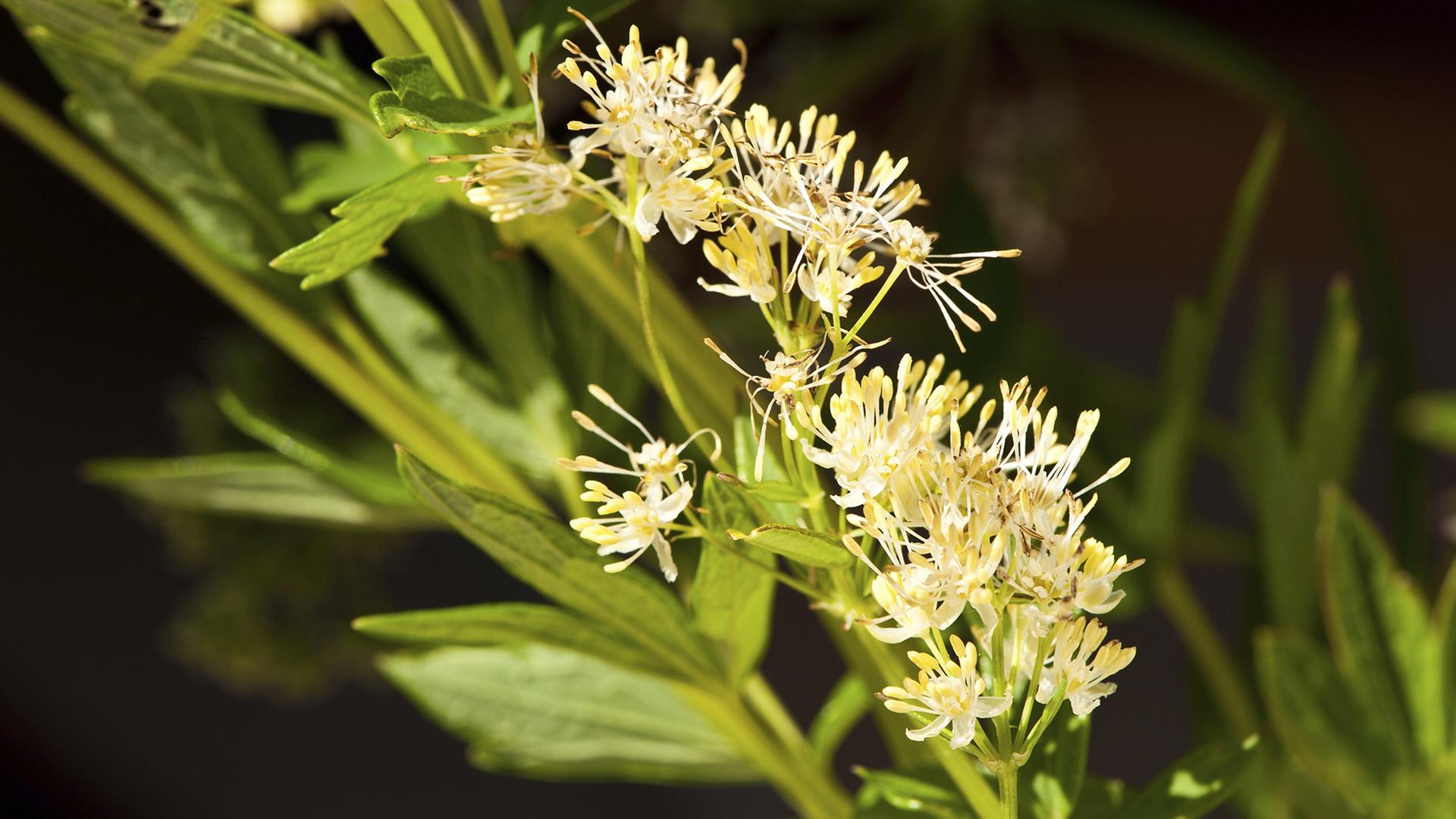 Die Gelbe Wiesenraute ist Blume des Jahres 2027
