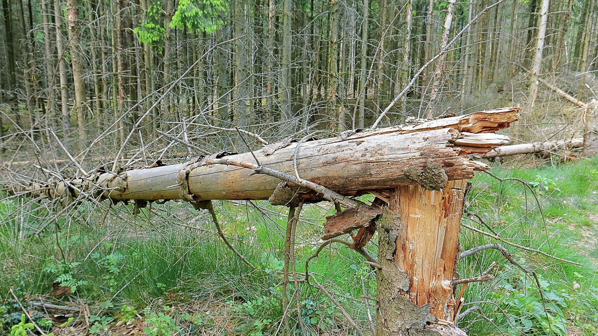 Vorsicht in den Saar-Wäldern: Astbruch und umstürzende Bäume möglich