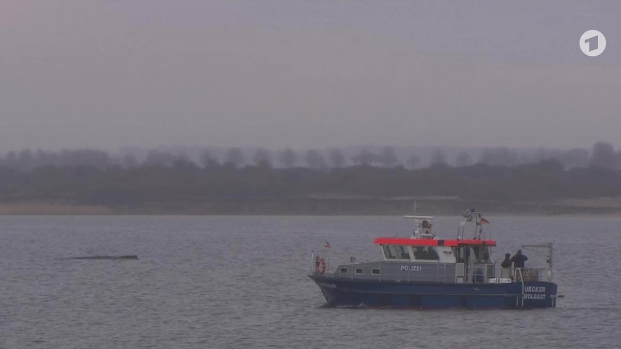 Zustand des Tieres deutlich verschlechtert: Buckelwal weiterhin in Wismarer Bucht